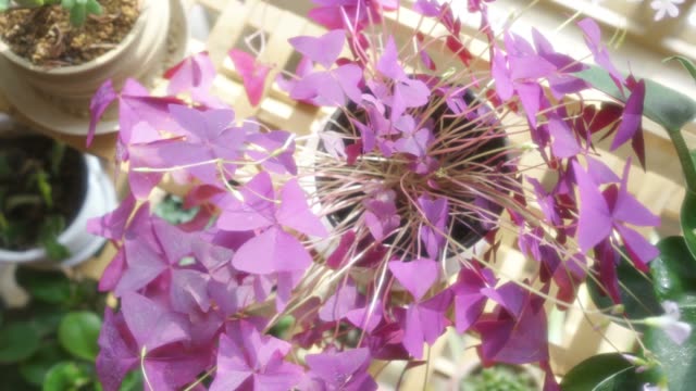 Purple Oxalis triangularis on the flower stand