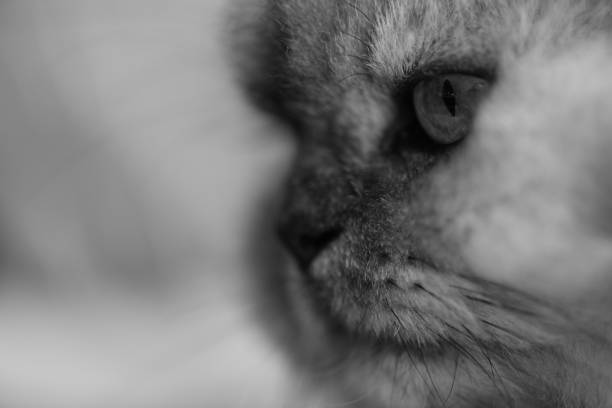 chinchilla cat portrait close up
