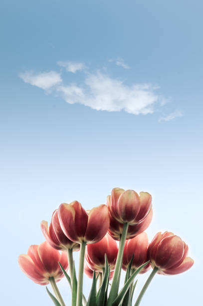Tulips in front of the sky with cloud
