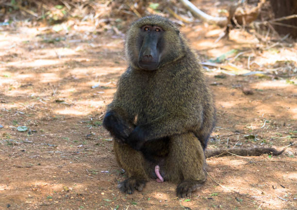 Olive baboon portrait in africa, natural habitat Common African baboon relaxing in a game reserve animal penis stock pictures, royalty-free photos & images