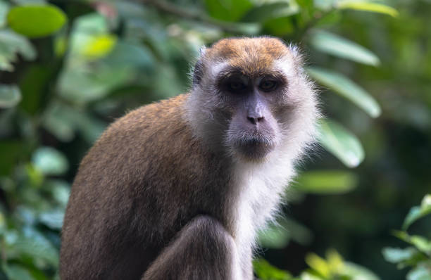 alter langschwanzaffe sitzt im regenwald - kruger national park monkey baboon africa stock-fotos und bilder