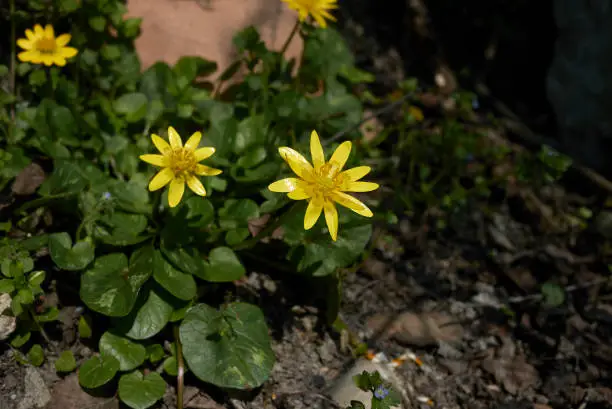 Ficaria verna in bloom