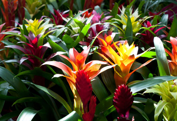 rote und orange blüten von guzmania bromelia mit grünen blättern. mehrfarbige blumen guzmania monostachia im gewächshaus - bromeliad stock-fotos und bilder