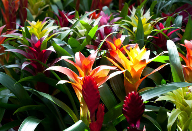 Red and orange flowers of Guzmania Bromelia with green leaves. Multicolor flowers Guzmania monostachia in the greenhouse Red and orange flowers of Guzmania Bromelia with green leaves. Multicolor flowers Guzmania monostachia in the greenhouse bromeliad photos stock pictures, royalty-free photos & images