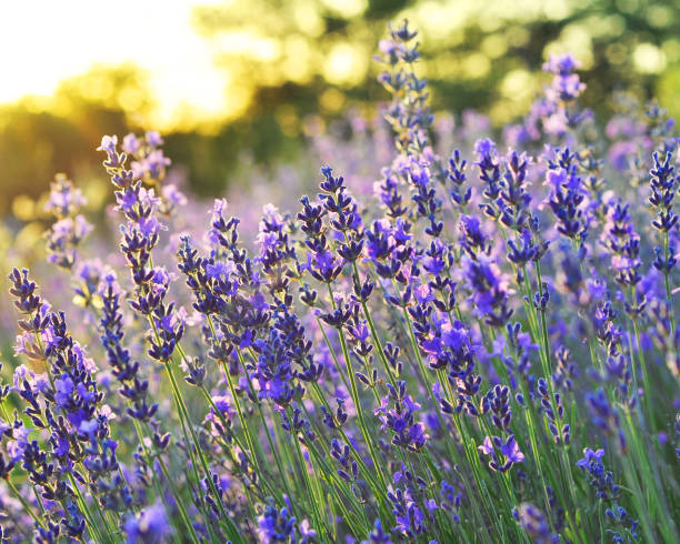 istock Beautiful lavender bloom in sunlight 1226206662