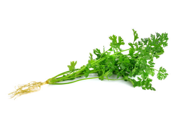 istock Fresh coriander leaves isolated on white 1226208206
