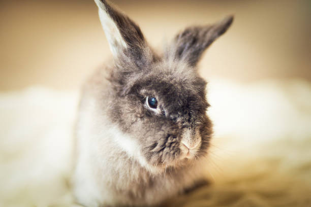istock Fluffy gray rabbit and the red carrot behind it 1226208937