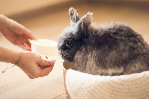 istock Fluffy gray rabbit and hand with some food, close up 1226208938