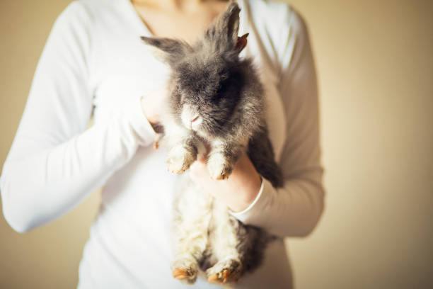 istock Fluffy gray rabbit in somebody's hands, close up 1226208943
