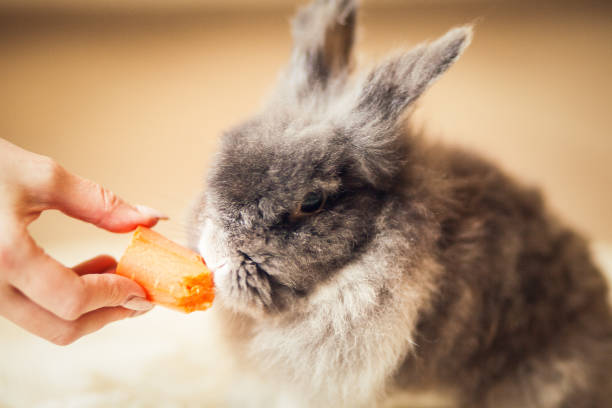 istock Fluffy gray rabbit and the hand with carrot 1226208955