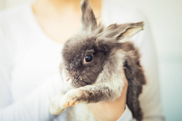istock Fluffy gray rabbit in somebody's hands, close up 1226208995