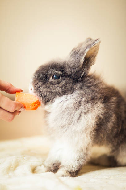 istock Fluffy gray rabbit and the hand with carrot 1226209003