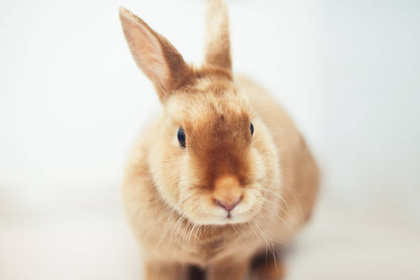 easter live bunny isolated on white background