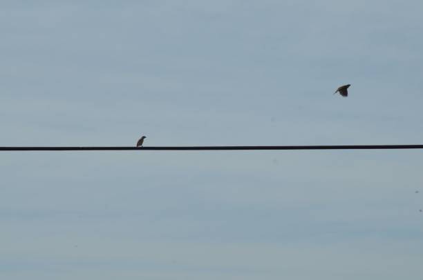 istock House Sparrow flying away 1226209572