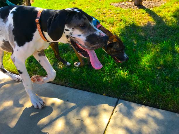 istock Happy dogs on a walk 1226210661