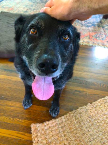 istock Happy dog getting pet on the head 1226210672