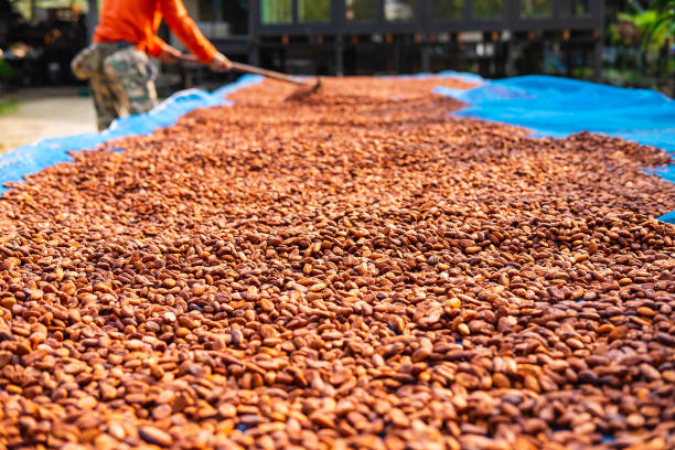 grãos de cacau orgânicos secando em uma fazenda - cocoa cocoa bean chocolate brazil - fotografias e filmes do acervo