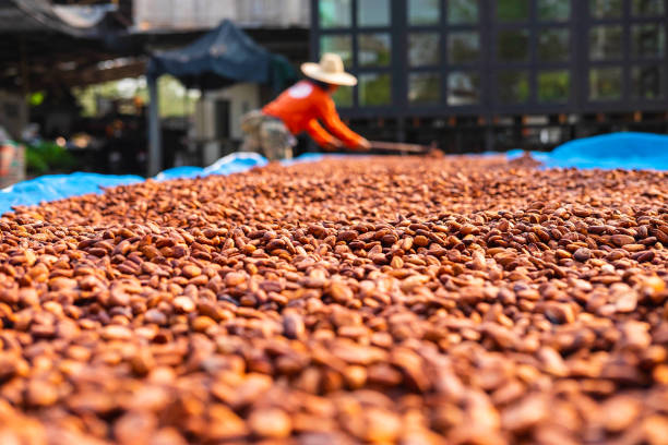 Organic cocoa beans sun drying on a farm Organic cocoa beans sun drying on a farm cocoa bean stock pictures, royalty-free photos & images
