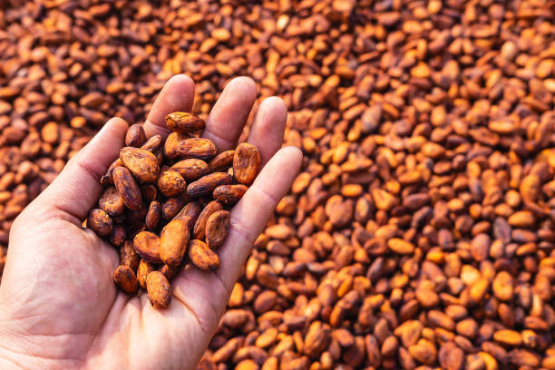istock Organic cocoa beans sun drying on a farm 1226212314