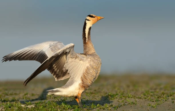 Bar-headed goose The bar-headed goose is a goose that breeds in Central Asia in colonies of thousands near mountain lakes and winters in South Asia, as far south as peninsular India. bar headed goose anser indicus stock pictures, royalty-free photos & images