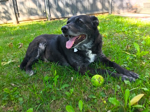 Happy dog laying in grass with a tennis ball.