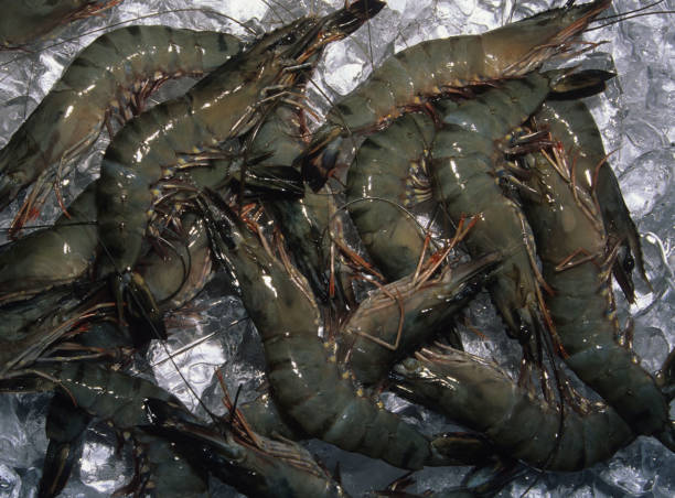 ブラックタイガーエビ - black tiger shrimp ストックフォトと画像