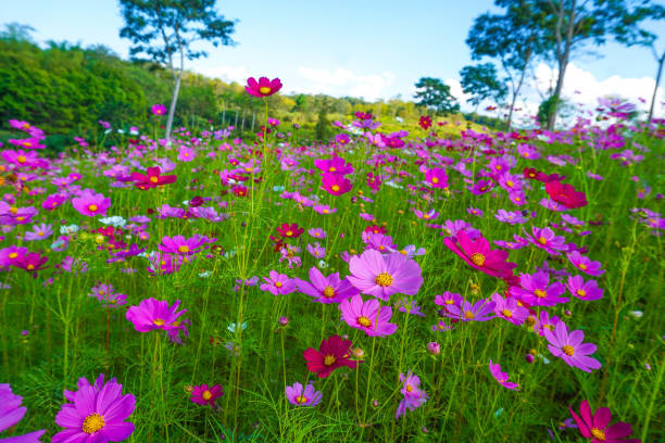 istock Purple cosmos flower field 1226215777