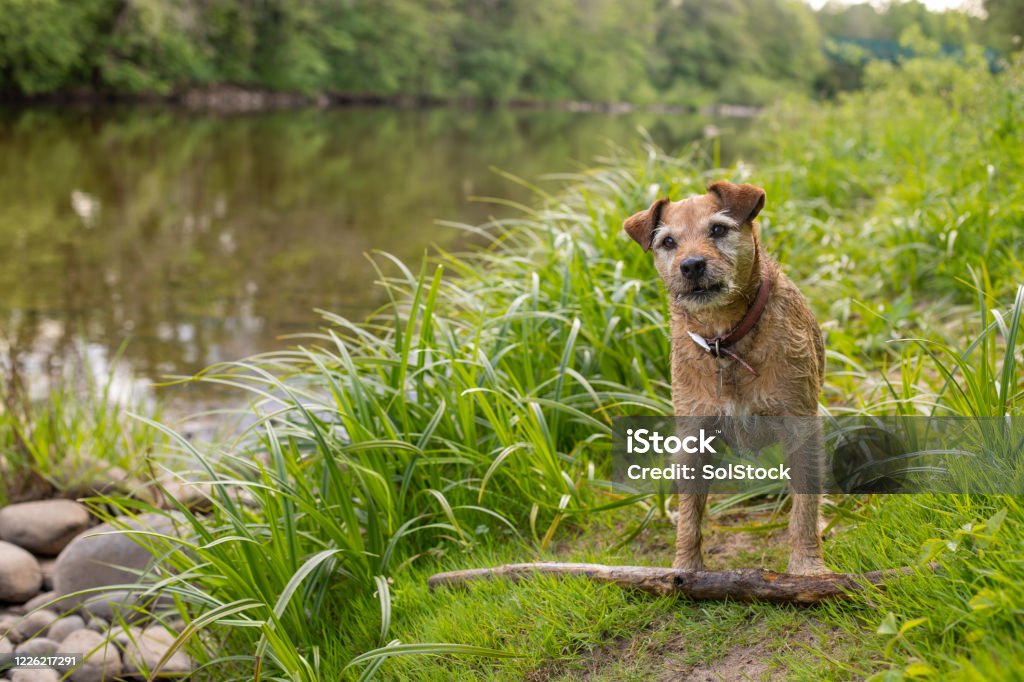 Can We Play Fetch A beautiful wire haired terrier looks at her owners waiting for them to play fetch with hear whilst out on a walk Border Terrier Stock Photo