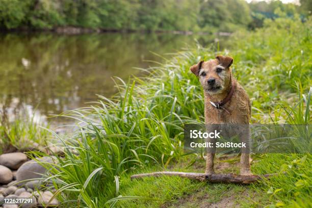 Can We Play Fetch Stock Photo - Download Image Now - Border Terrier, Dog, Riverbank