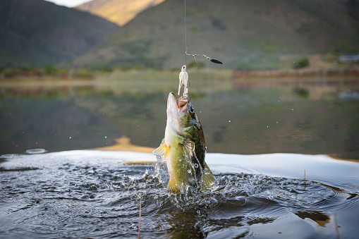 Big Bass Large mouth - Fishing on lake with blue sky at dawn, sunrise