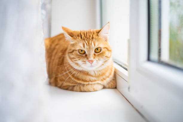 istock Ginger cat is sitting on the windowsill. 1226221322