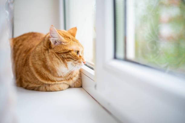 istock Ginger cat is sitting on the windowsill. 1226221325