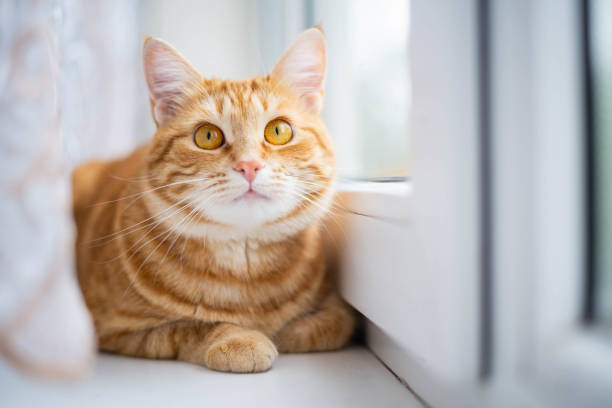 istock Ginger cat is sitting on the windowsill. 1226221326