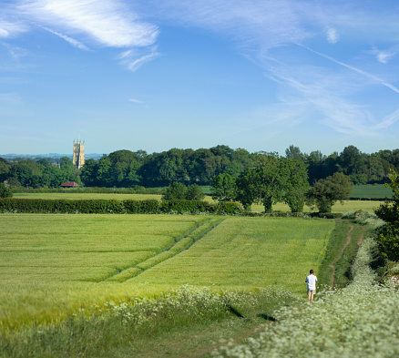 Man walking in the rolling arable fields in late Spring near Cirencester, the Cotswolds. Cirencester parish church can be seen in the distance.