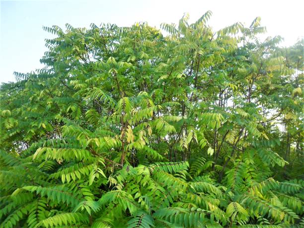 istock Thick plant of Ailantus Altissima 1226221767