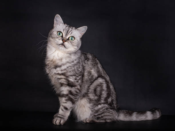 istock Black Silver Tabby blotched British Shorthair Cat on Black 1226221835
