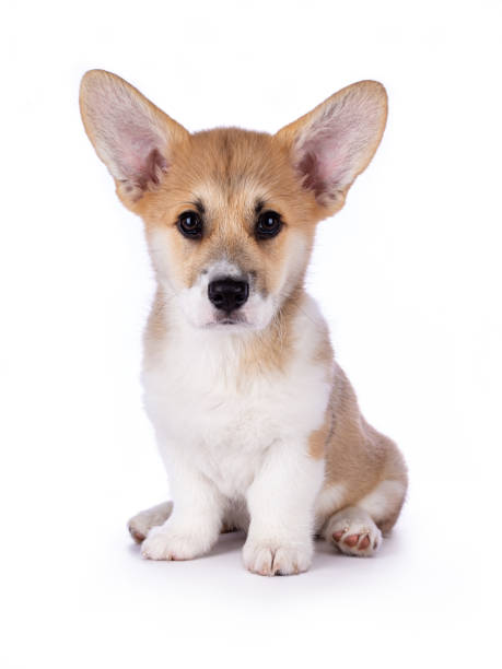 istock Cute sitting Welsh corgi Pembroke pup on white 1226225591