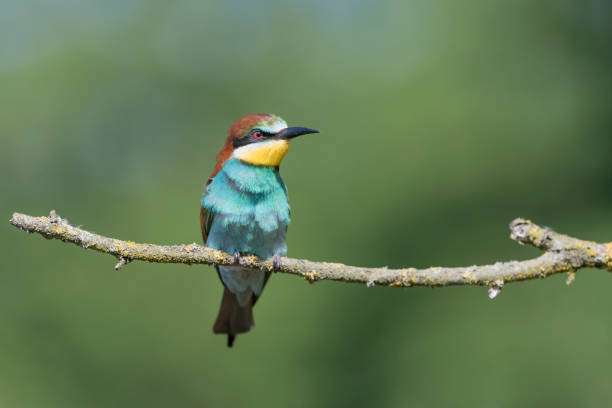 istock All the colors of Bee eater bird (merops apiaster) 1226230852