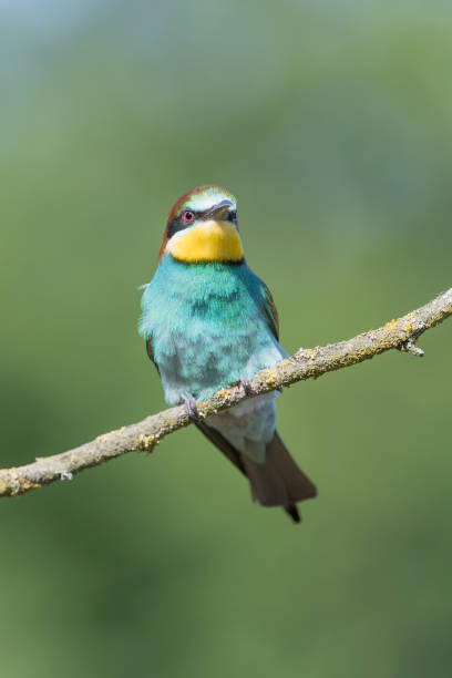 istock Vertical portrait of European bee eater (merops apiaster) 1226230858