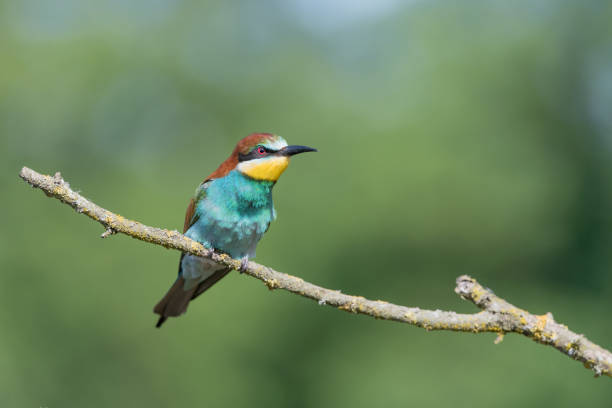 istock The wonderful European bee eater (merops apiaster) 1226231416