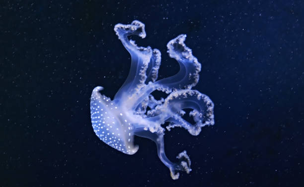 medusas manchadas de blanco (phyllorhiza punctata), conocidas como la campana flotante, medusas manchadas australianas, medusas marrones. - white spotted jellyfish fotos fotografías e imágenes de stock