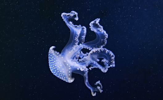 White-spotted Jellyfish underwater on blue