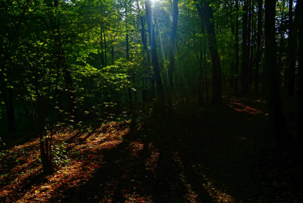 istock clear day in the autumn forest 1226232925