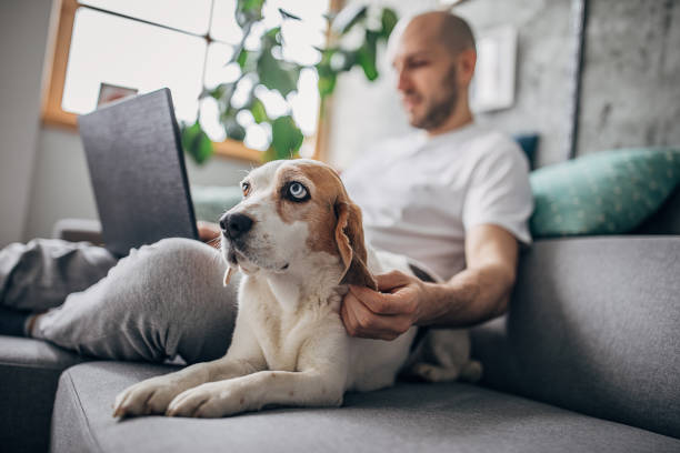 Man working on laptop at home, petting his dog on sofa One man, young man sitting on sofa at home, working on laptop, his pet dog is next to him on sofa. bald guys with beards stock pictures, royalty-free photos & images