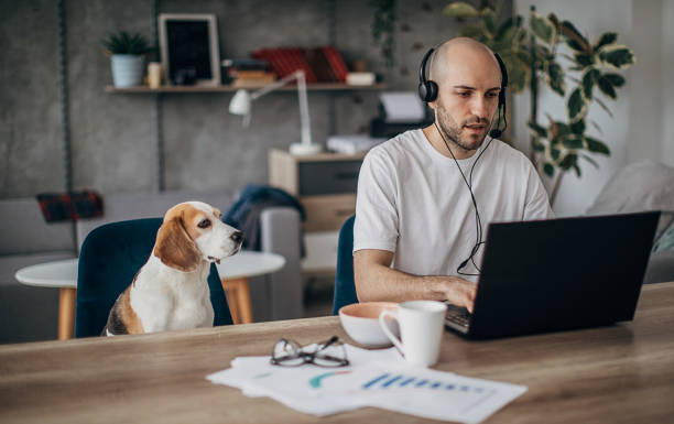 自宅でラップトップで働く男、彼のペットの犬は椅子に彼の隣にあります - working at home headset telecommuting computer ストックフォトと画像