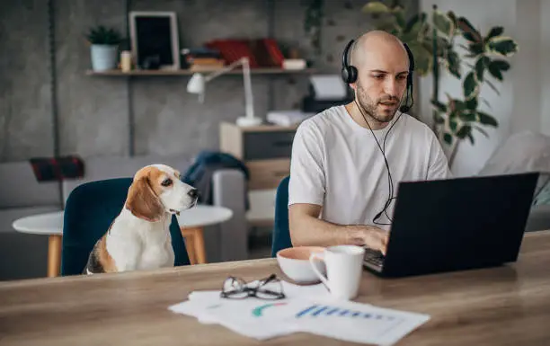 Photo of Man working on laptop at home, his pet dog is next to him on chair