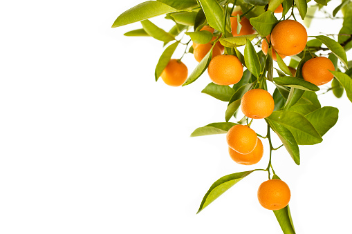 Ripe Oranges hanging from a small orange tree on white background