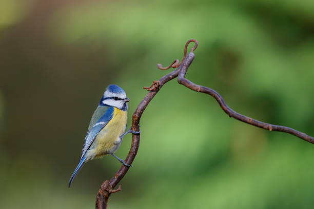 istock Eurasian blue tit  in the forest 1226234453