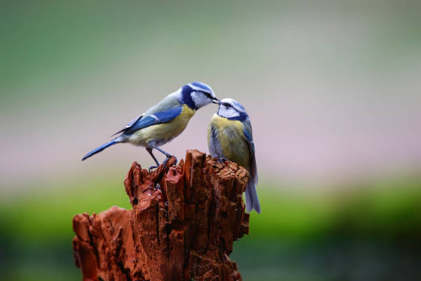 istock Eurasian blue tit  in the forest 1226234683