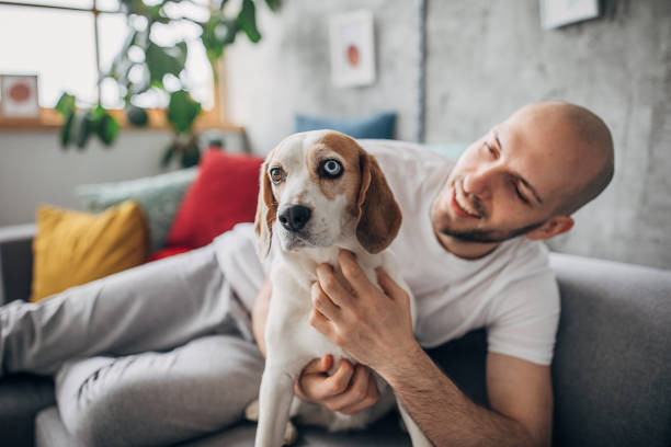 istock Man petting his dog on sofa at home 1226236175